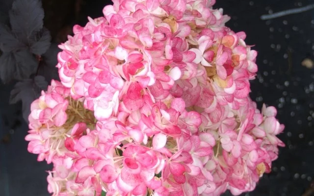 HYDRANGEA paniculata 'Vanille fraise' - Hortensia paniculé