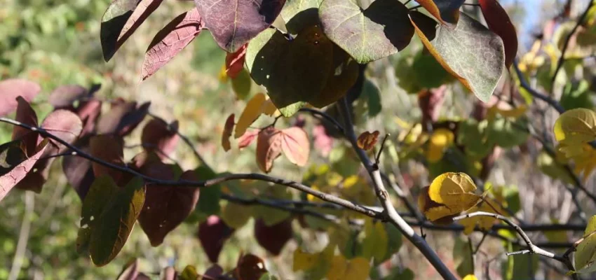 CERCIS canadensis 'Forest Pansy' - Arbre de Judée