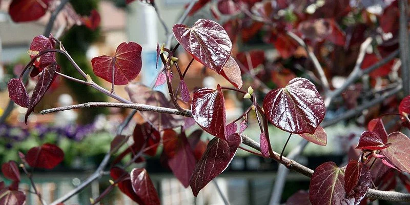 CERCIS canadensis 'Forest Pansy' - Arbre de Judée