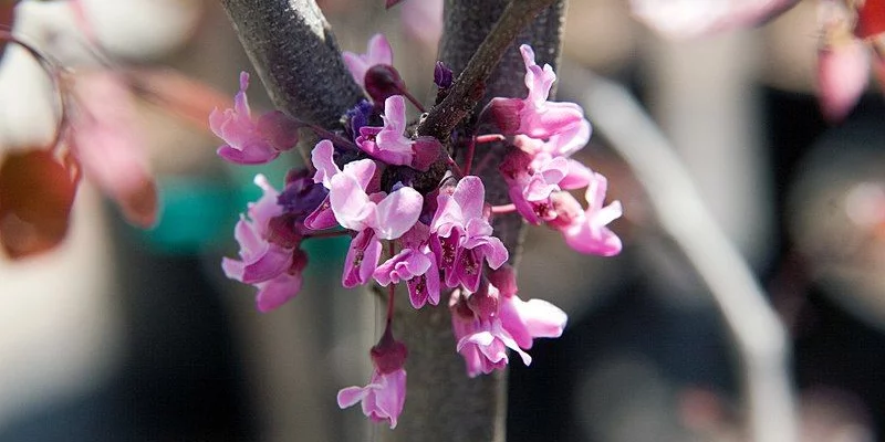 CERCIS canadensis 'Forest Pansy' - Arbre de Judée