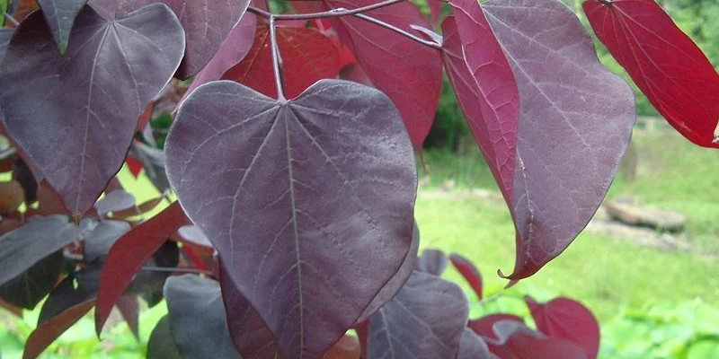 CERCIS canadensis 'Forest Pansy' - Arbre de Judée