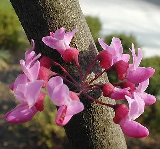 CERCIS canadensis 'Forest Pansy' - Arbre de Judée