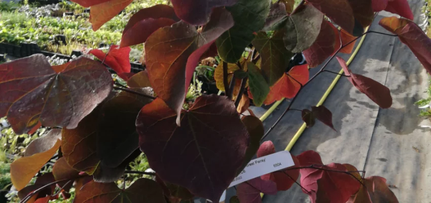 CERCIS canadensis 'Forest Pansy' - Arbre de Judée