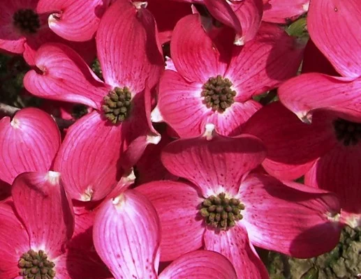 CORNUS florida 'Cherokee Chief' - Cornouiller à fleurs américain