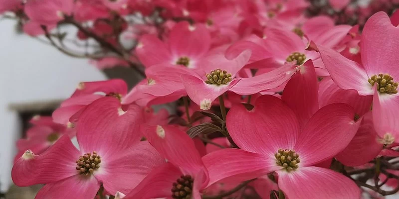 CORNUS florida 'Cherokee Chief' - Cornouiller à fleurs américain