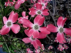 CORNUS florida 'Cherokee Chief' - Cornouiller à fleurs américain