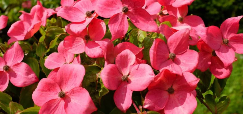 CORNUS kousa 'Satomi' - Cornouiller du Japon à fleurs roses