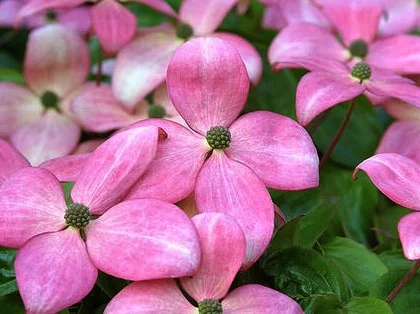 CORNUS kousa 'Satomi' - Cornouiller du Japon à fleurs roses