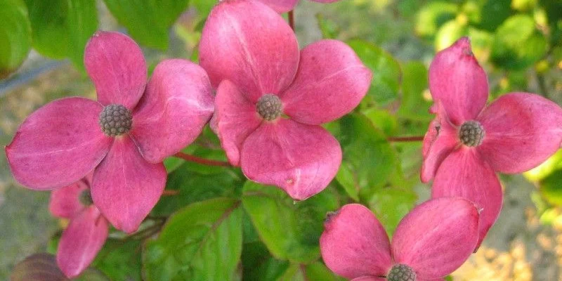 CORNUS kousa 'Satomi' - Cornouiller du Japon à fleurs roses