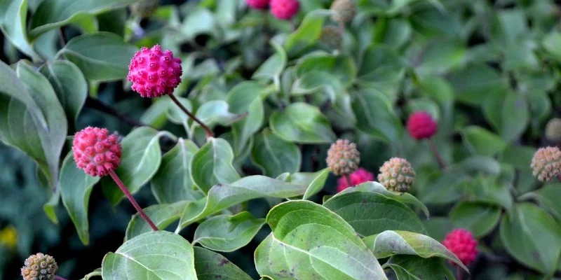 CORNUS kousa 'Satomi' - Cornouiller du Japon à fleurs roses