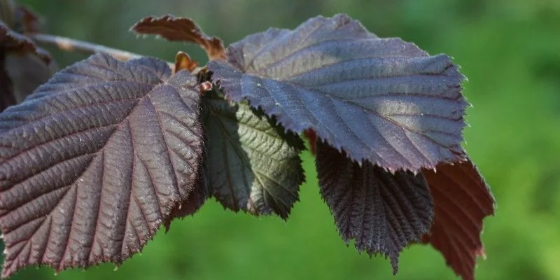 CORYLUS avellana 'Red Majestic'® - Noisetier pourpre tortueux