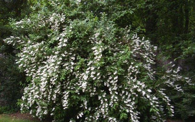 DEUTZIA scabra 'Pride of Rochester' - Deutzie à fleurs blanches