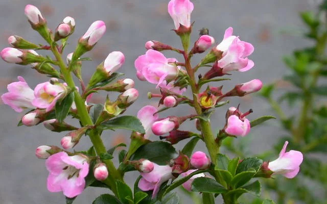 ESCALLONIA 'Apple Blossom' - Escallonia