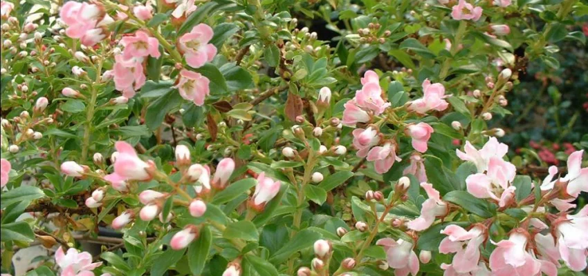 ESCALLONIA 'Apple Blossom' - Escallonia