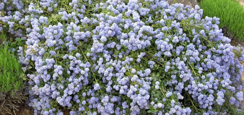 CEANOTHUS thyrsiflorus 'Repens' - Céanothe rampante, Lilas de Californie