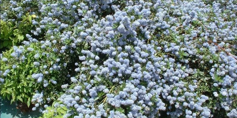 CEANOTHUS thyrsiflorus 'Repens' - Céanothe rampante, Lilas de Californie