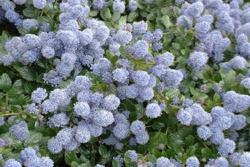 CEANOTHUS thyrsiflorus 'Repens' - Céanothe rampante, Lilas de Californie