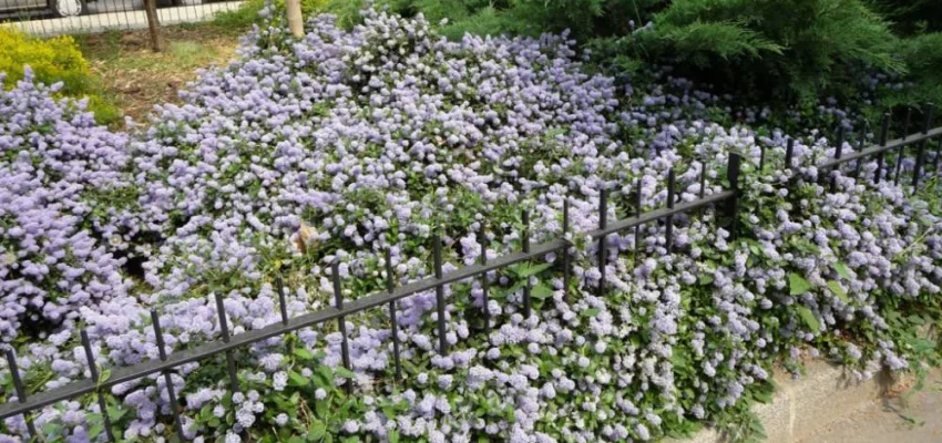 CEANOTHUS thyrsiflorus 'Repens' - Céanothe rampante, Lilas de Californie