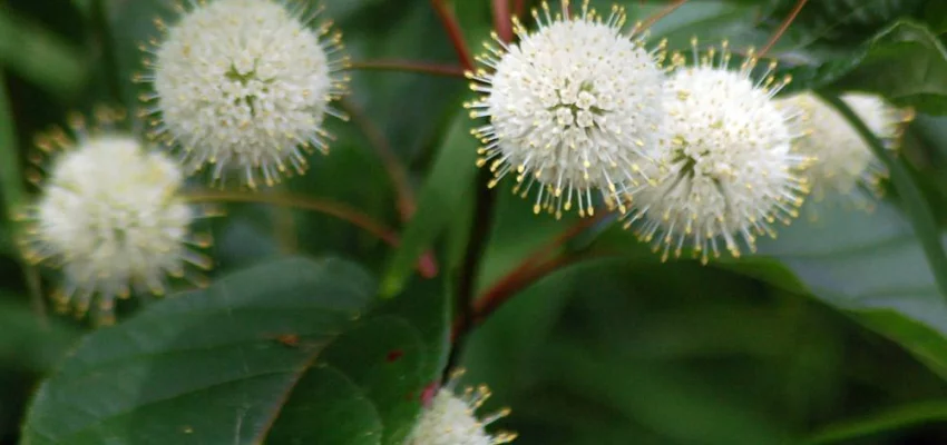 CEPHALANTHUS occidentalis - Bois Bouton