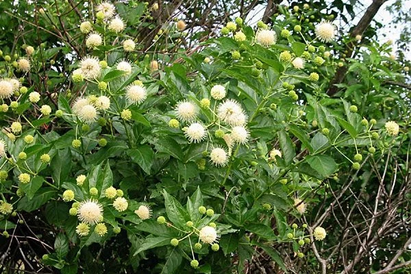 CEPHALANTHUS occidentalis - Bois Bouton