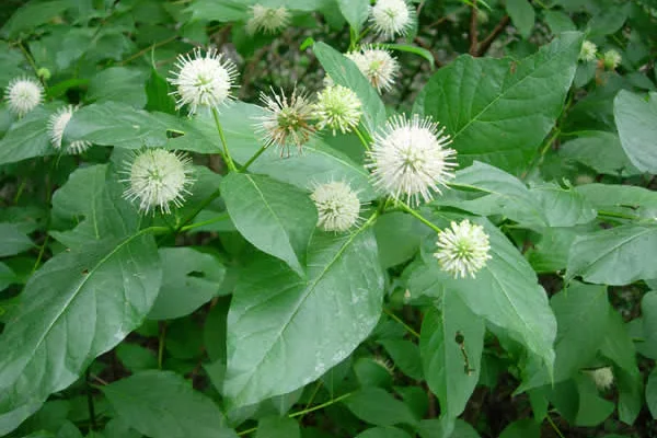 CEPHALANTHUS occidentalis - Bois Bouton