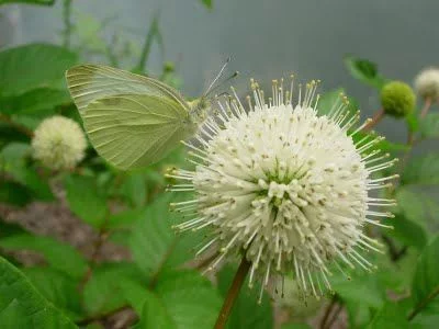 CEPHALANTHUS occidentalis - Bois Bouton