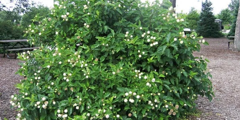 CEPHALANTHUS occidentalis - Bois Bouton