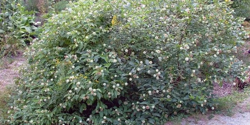 CEPHALANTHUS occidentalis - Bois Bouton