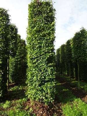 CARPINUS betulus - Charmille racines nues, plantes de haies pas cher