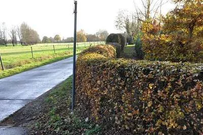 CARPINUS betulus - Charmille racines nues, plantes de haies pas cher