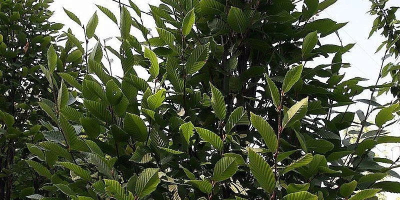 CARPINUS betulus 'Monument' - Charme commun Fastigié