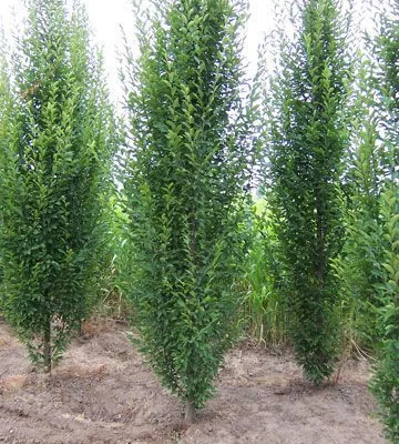 CARPINUS betulus 'Fastigiata' - Charme commun pyramidal