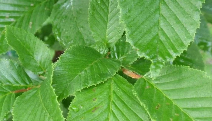 CARPINUS betulus 'Monument' - Charme commun Fastigié