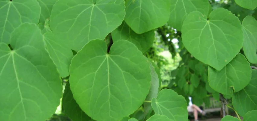 CERCIDIPHYLLUM japonicum - Arbre à caramel