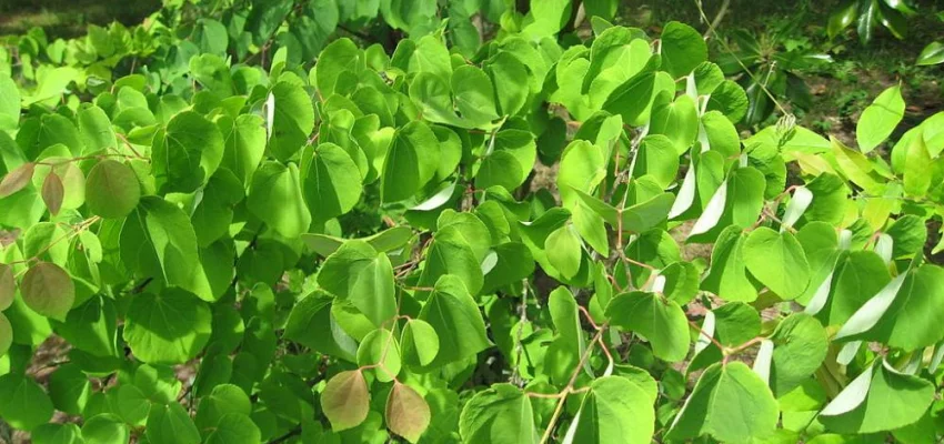 CERCIDIPHYLLUM japonicum - Arbre à caramel