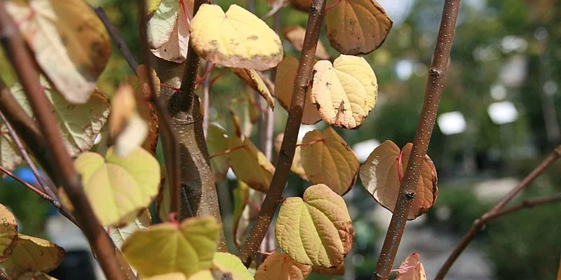 CERCIDIPHYLLUM japonicum - Arbre à caramel