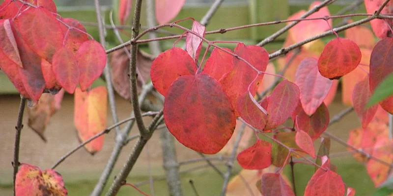 CERCIDIPHYLLUM japonicum - Arbre à caramel