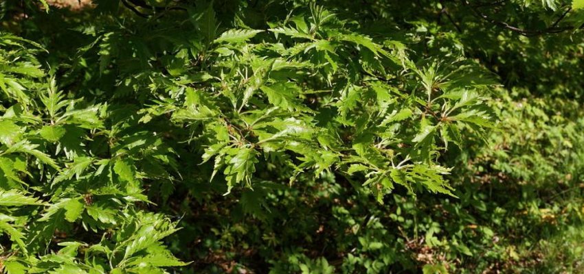 FAGUS sylvatica 'Asplenifolia' - Hêtre à feuilles de Fougère