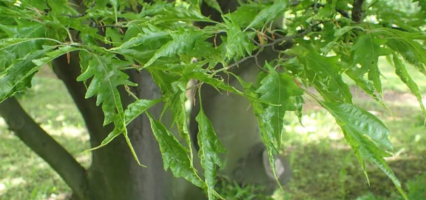 FAGUS sylvatica 'Asplenifolia' - Hêtre à feuilles de Fougère