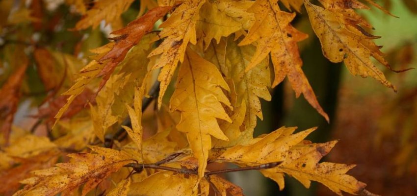 FAGUS sylvatica 'Asplenifolia' - Hêtre à feuilles de Fougère