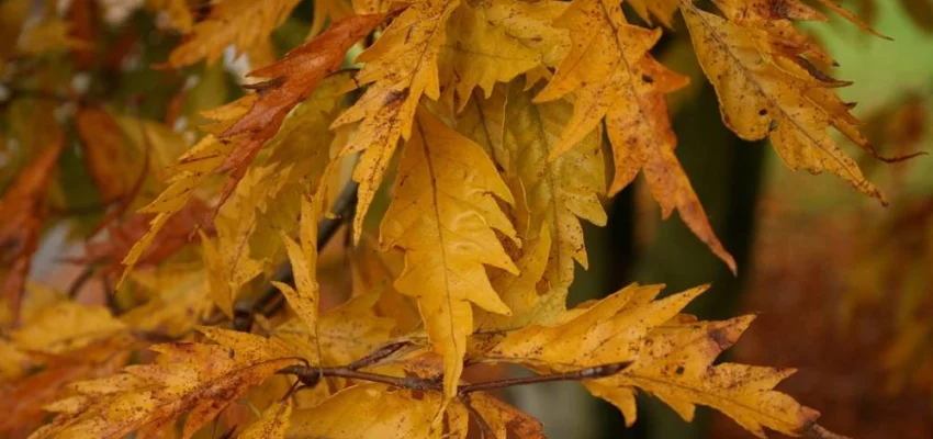 FAGUS sylvatica 'Asplenifolia' - Hêtre à feuilles de Fougère