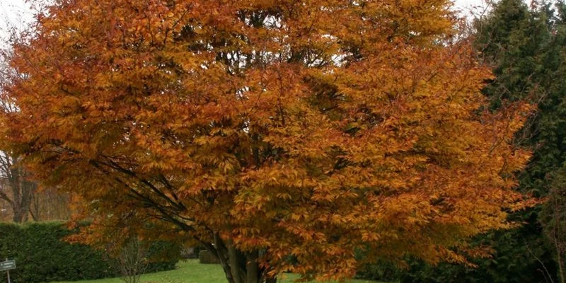 FAGUS sylvatica 'Asplenifolia' - Hêtre à feuilles de Fougère