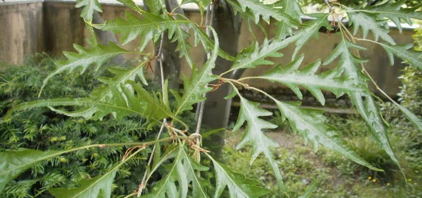 FAGUS sylvatica 'Asplenifolia' - Hêtre à feuilles de Fougère