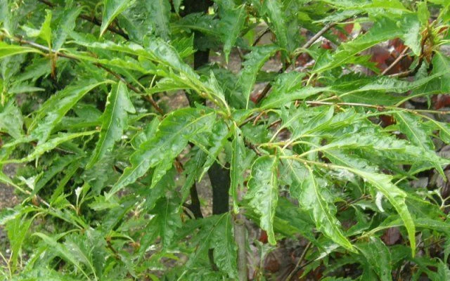 FAGUS sylvatica 'Asplenifolia' - Hêtre à feuilles de Fougère