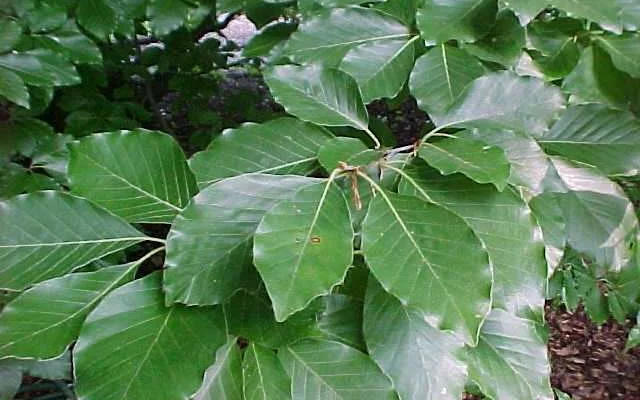 FAGUS sylvatica - Plantes de haie, Hêtre