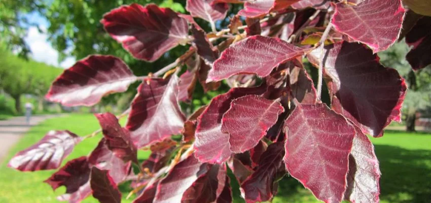 FAGUS sylvatica 'Purpurea' - Plantes de haie, Hêtre à feuilles pourpres