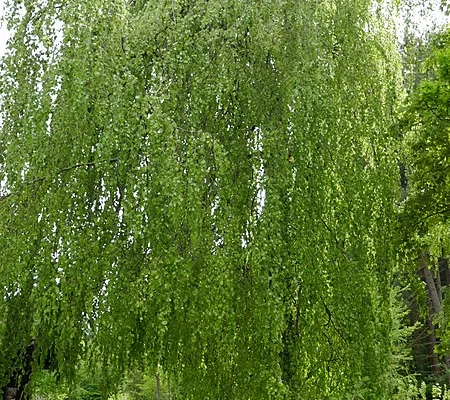 FAGUS sylvatica 'Pendula' - Hêtre pleureur