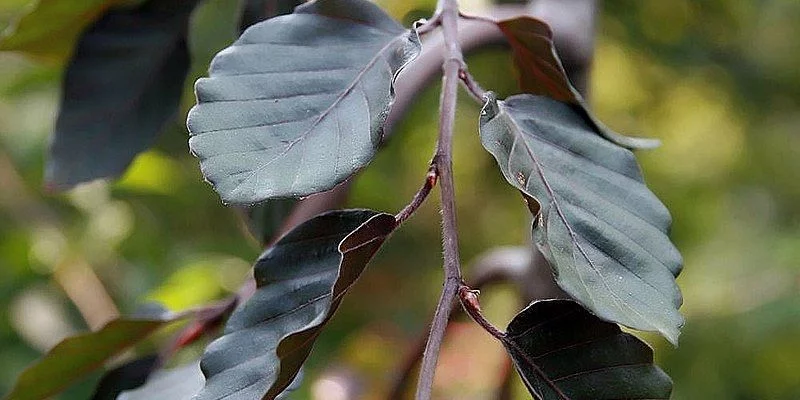 FAGUS sylvatica 'Purple Fountain' - Hêtre commun pleureur