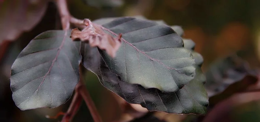 FAGUS sylvatica 'Purple Fountain' - Hêtre commun pleureur