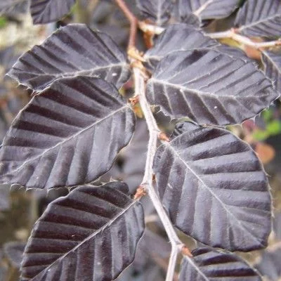 FAGUS sylvatica 'Riversii' - Hêtre pourpre 'Rversii'